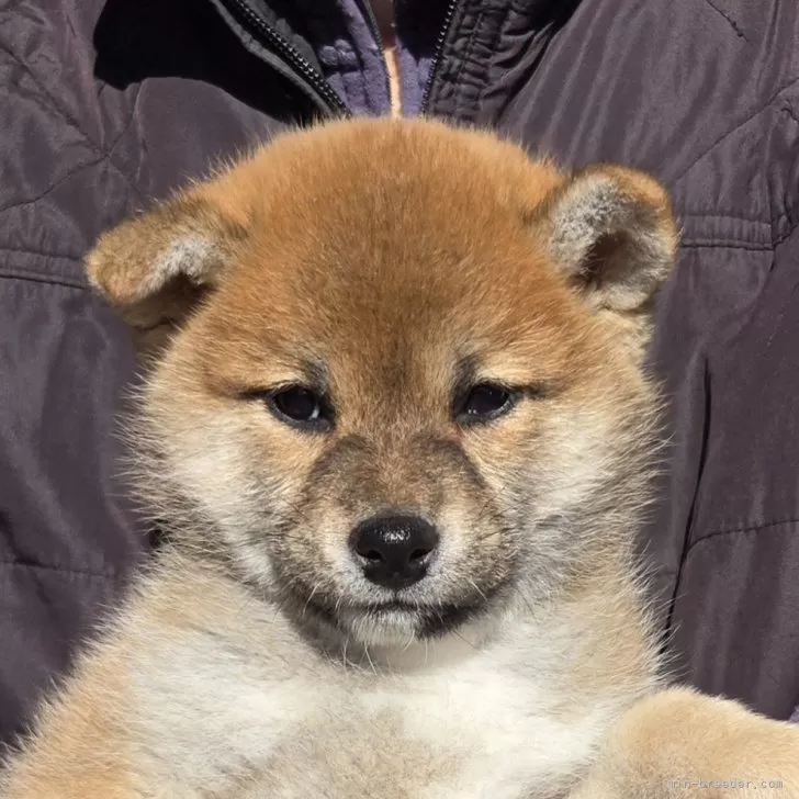 ID:2501-05119の子犬