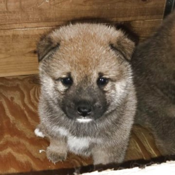 豆柴【静岡県・男の子・2025年5月9日・赤毛】の写真「母親似のたぬき顔の可愛いらしい子です。」