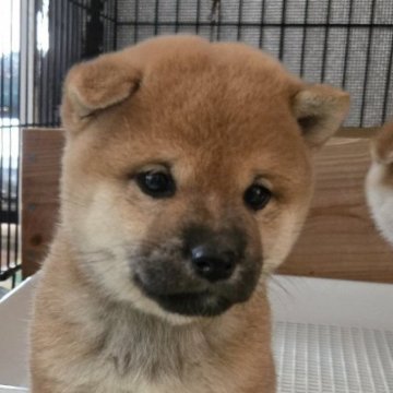 柴犬(豆柴)【静岡県・男の子・2025年10月5日・赤】の写真「二重瞼の優しい顔で可愛いです。」