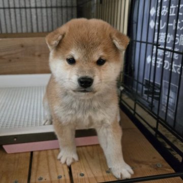 柴犬(豆柴)【静岡県・男の子・2025年10月5日・赤】の写真「めちゃめちゃ可愛いく、凛々しさもある子です。」