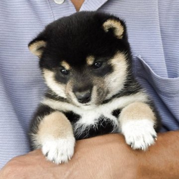 豆柴【静岡県・女の子・2025年7月11日・黒】の写真「黒豆柴として配色良好。とても可愛い。人慣れしてます」
