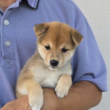 豆柴【静岡県・女の子・2025年7月9日・赤】の写真「とても可愛い子です。人に慣れています。」