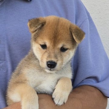 柴犬(豆柴)【静岡県・女の子・2025年7月9日・赤】の写真「父親似の可愛い子です。人に慣れてます。」