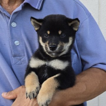 豆柴【静岡県・男の子・2025年7月9日・黒】の写真「とても可愛いです。優しい子です。」