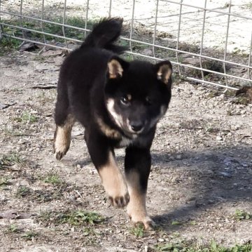 柴犬(豆柴)【静岡県・男の子・2025年7月11日・黒】の写真「甘えん坊さんで可愛いです。優しい子です。」