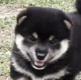 豆柴