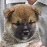 豆柴