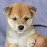 豆柴