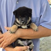 柴犬(豆柴)