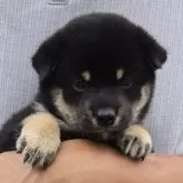 豆柴