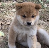 柴犬(標準サイズ)
