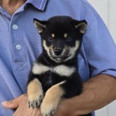柴犬(豆柴)