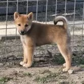 豆柴