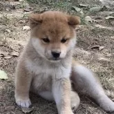 柴犬(標準サイズ)