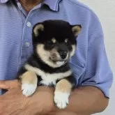 豆柴