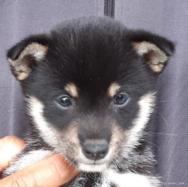 ID：2406-01259の子犬