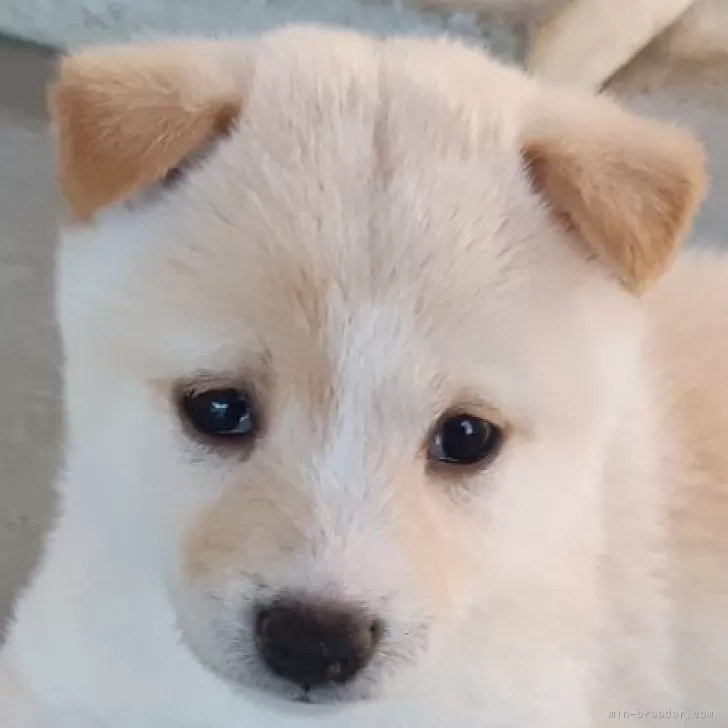 ID：2406-01264の子犬