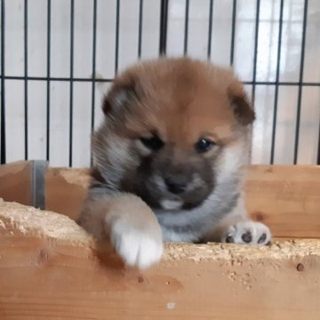 柴犬(標準サイズ)【静岡県・女の子・2023年3月20日・赤】の写真「可愛い仔犬です。綺麗な赤毛になります。」