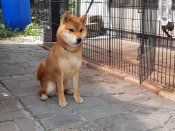 柴犬【・男の子・2021年12月1日・赤】