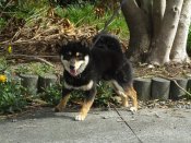 豆柴【・男の子・2022年12月4日・黒】