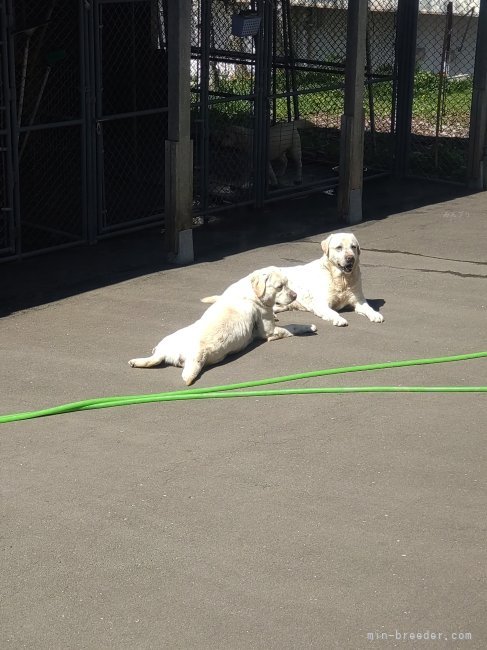 森山　潤子(もりやま　じゅんこ)ブリーダー(北海道・ラブラドールレトリバー・JKC登録)の紹介写真5