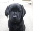 ラブラドールレトリバー【北海道・女の子・2025年8月24日・ブラック】の写真5