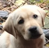 ラブラドールレトリバー【北海道・女の子・2025年8月24日・イエロー】の写真5