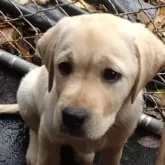 ラブラドールレトリバー【北海道・女の子・2025年8月24日・イエロー】の写真7