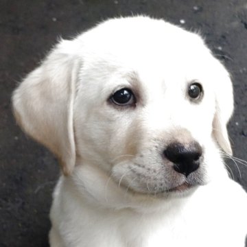 ラブラドールレトリバー【北海道・男の子・2025年8月24日・イエロー】の写真「男の子　一頭のみ！！」