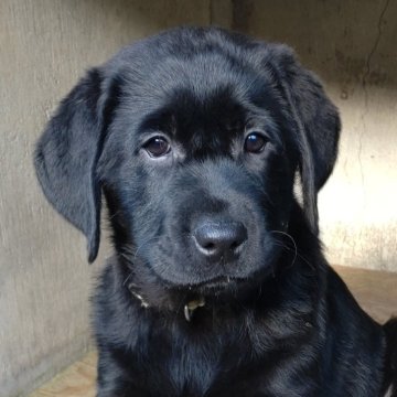 ラブラドールレトリバー【北海道・女の子・2025年8月24日・ブラック】の写真「運動神経抜群の女の子です」