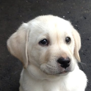 ラブラドールレトリバー【北海道・男の子・2025年8月24日・イエロー】の写真「男の子　一頭のみ！！」