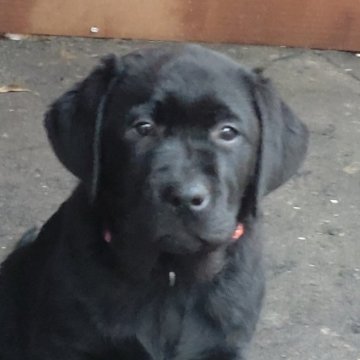 ラブラドールレトリバー【北海道・女の子・2025年8月24日・ブラック】の写真「骨太でしっかりした女の子です」