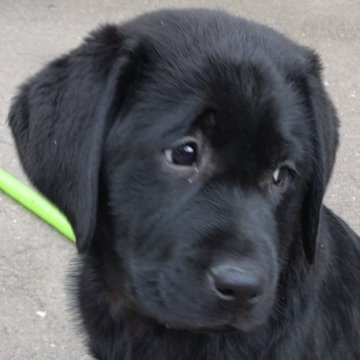 ラブラドールレトリバー【北海道・女の子・2025年8月24日・ブラック】の写真「おめめクリクリの可愛い女の子」