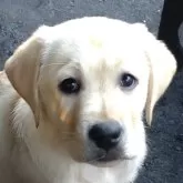 ラブラドールレトリバー【北海道・女の子・2025年8月24日・イエロー】の写真1