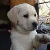 ラブラドールレトリバー【北海道・女の子・2025年8月24日・イエロー】の写真2