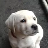 ラブラドールレトリバー【北海道・女の子・2025年8月24日・イエロー】の写真6