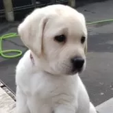 ラブラドールレトリバー【北海道・女の子・2025年8月24日・イエロー】の写真8