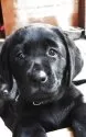ラブラドールレトリバー【北海道・女の子・2025年8月24日・ブラック】の写真6