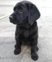 ラブラドールレトリバー【北海道・女の子・2025年8月24日・ブラック】の写真3