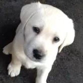 ラブラドールレトリバー【北海道・女の子・2025年8月24日・イエロー】の写真9