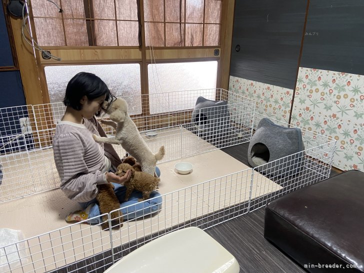 お母さんわんこ、子わんこ、うちの子♡｜石本　かな恵(いしもと　かなえ)ブリーダー(鹿児島県・トイプードルなど・JKC登録)の紹介写真8