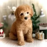 トイプードル(トイ)【鹿児島県・女の子・2025年9月19日・オレンジ・フォーン(アプリコット)】の写真4