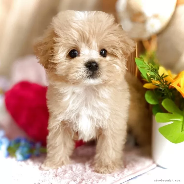 ID:2506-02801の子犬