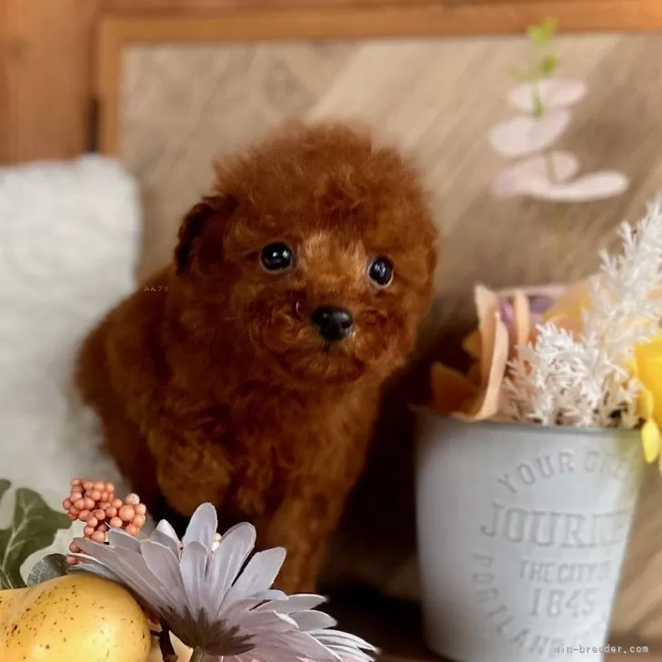 ID:2502-02810の子犬