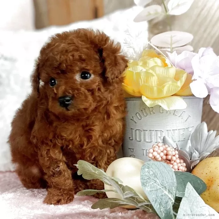 ID：2503-06689の子犬