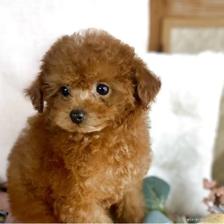 鹿児島県 みはな 様のお迎えした子犬