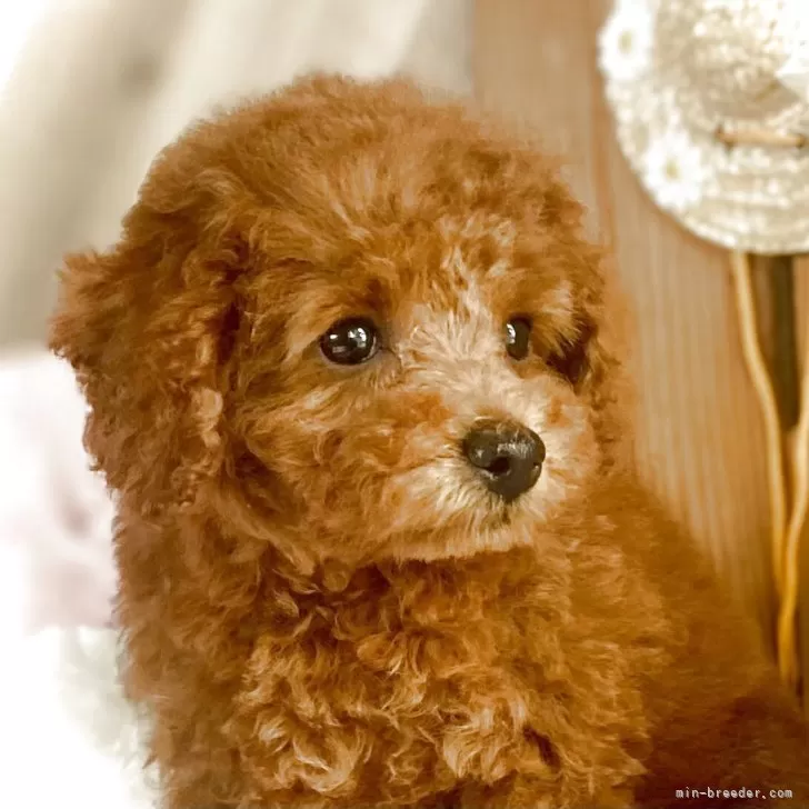 A.S 様のお迎えした子犬