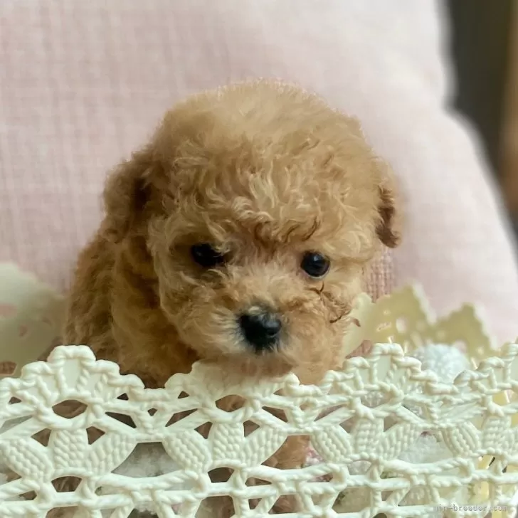 ID:2411-03458の子犬