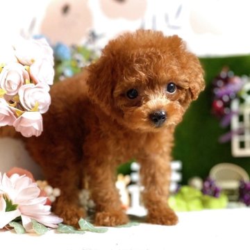 タイニープードル【鹿児島県・女の子・2025年7月29日・レッド】の写真「クリクリお目目の美人さん💖毛質毛量抜群のお嬢様✨」