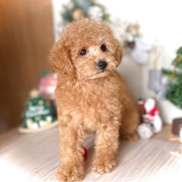 トイプードル(トイ)【鹿児島県・女の子・2025年9月19日・オレンジ・フォーン(アプリコット)】の写真「モコモコ癒しのお嬢様♡当犬舎自慢の血統です✨」